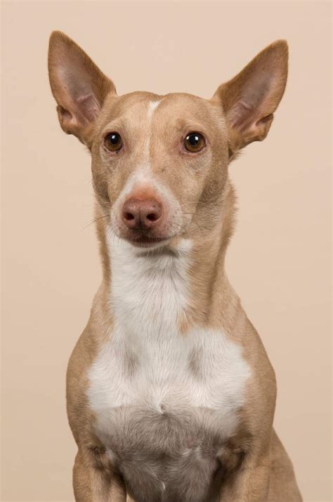 precio podenco andaluz|podenco andaluz behavior.